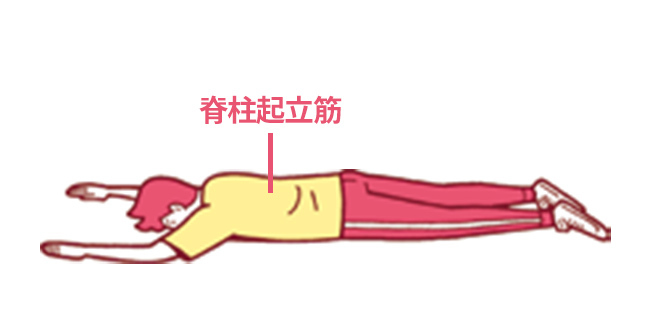 1.うつ伏せになり背中の中心にある 脊柱起立筋を意識し、手足を伸ばす