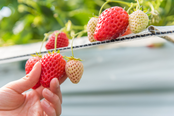 20.【春】いちご狩り